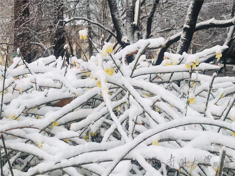 南开园里飘起了雪花儿