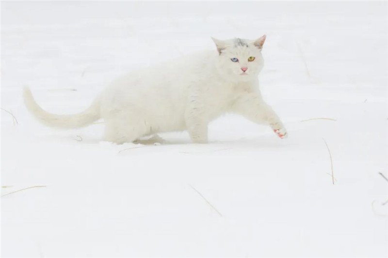 【组图】南开初雪已“到货”