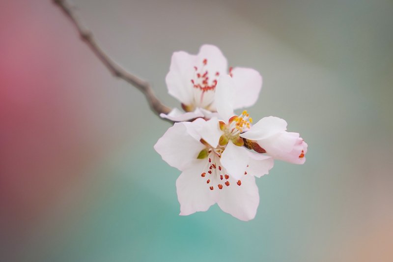 盼望着