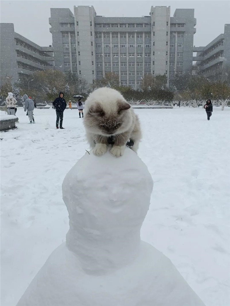 一起看看雪落南开的美景吧